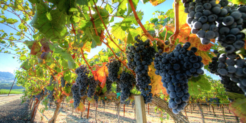 Grapes growing on vines