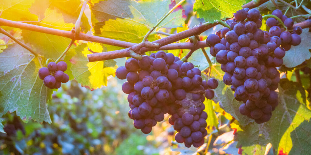 Grapes growing off vines, with lush greenery behind them.