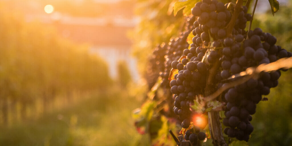 Grapes on a vine, with sunlight spreading over them.