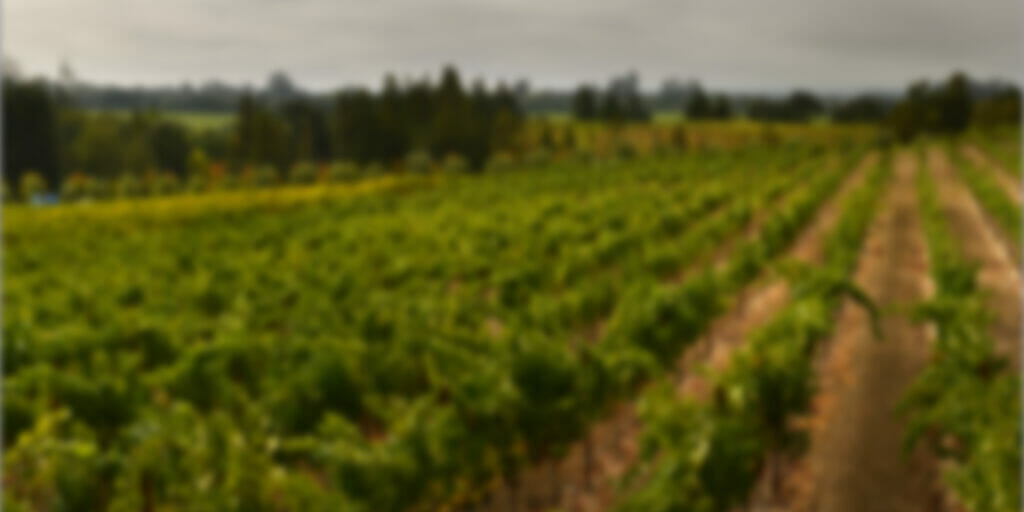 Rows of growing grapes in Sunny View Vineyard.