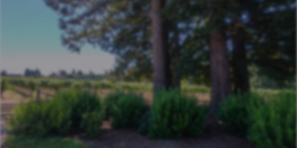 Fox Den Vineyard with growing grapes in the background.