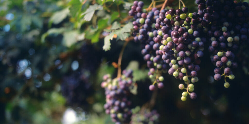 Red and green grapes on vine in Fox Den Vineyard.