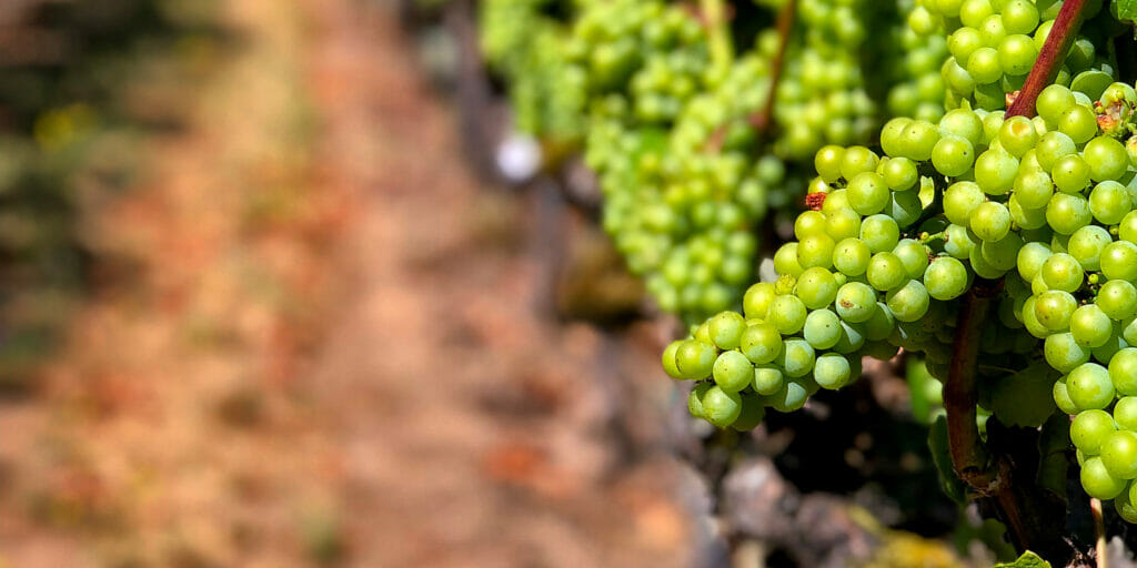 Green grapes growing on vine in Sullivan Vineyard.