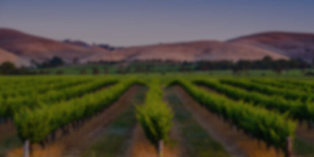 Rows of grapes growing in a Monterey County vineyard.