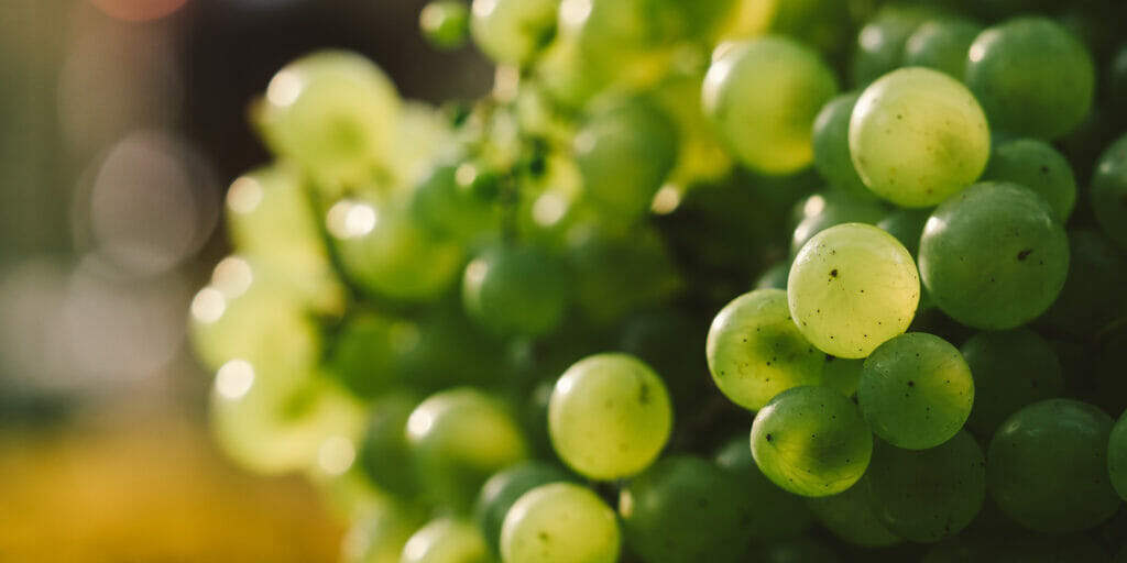 Green grapes growing off vine.