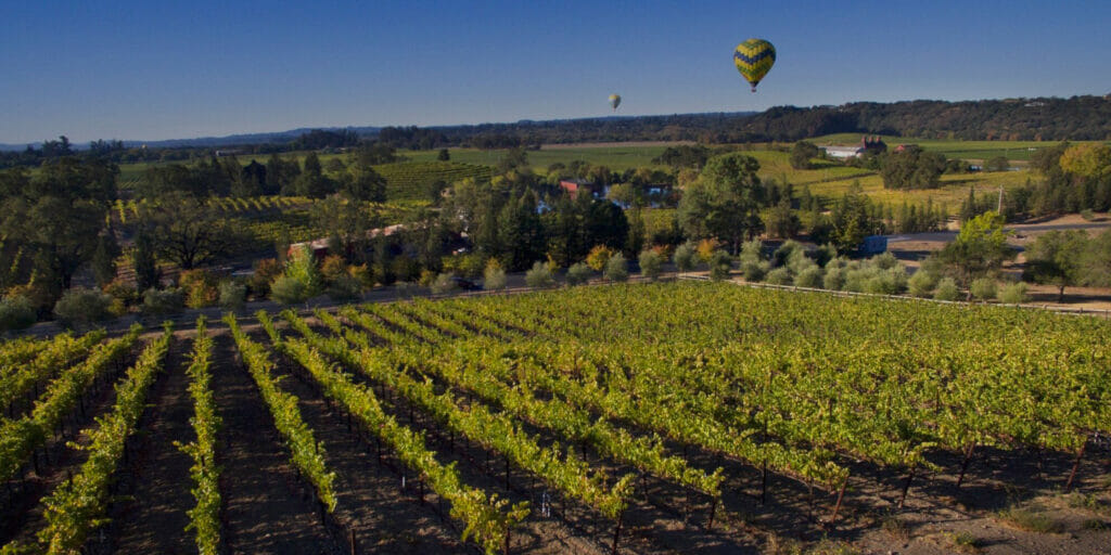 Rows of grapes growing in Alexander Valley Vineyard, with two hot air balloons in the sky