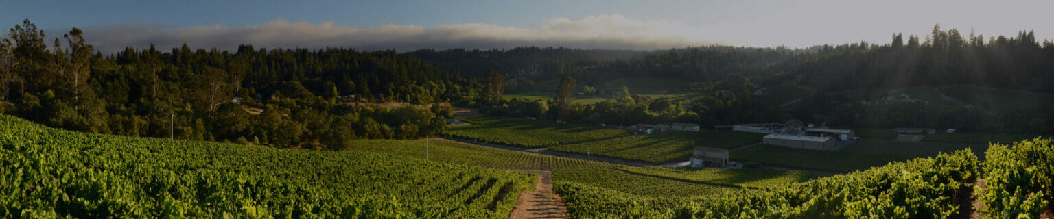 Picture of vineyard from top of hill, looking down at rows of growing grapes and trees in the background.