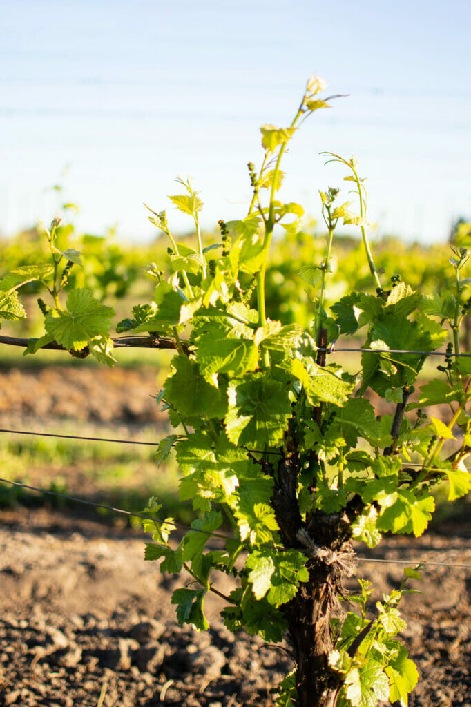 Grapes growing in Sullivan Vineyard