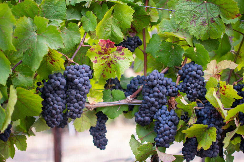 grapes on a vine