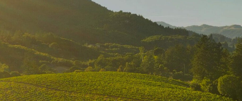 Rows of grapes growing beside a mountain with a forest on it.