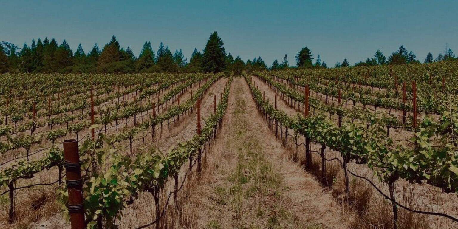 Rows of growing grapes in Putnam Vineyard.