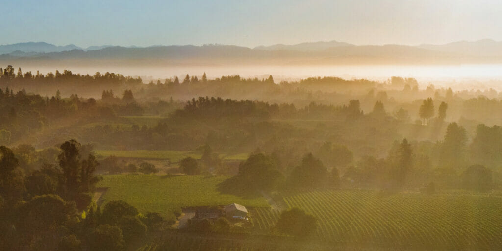 Overhead shot of grapes growing in Sonoma Coast Vineyard at dawn with fog.