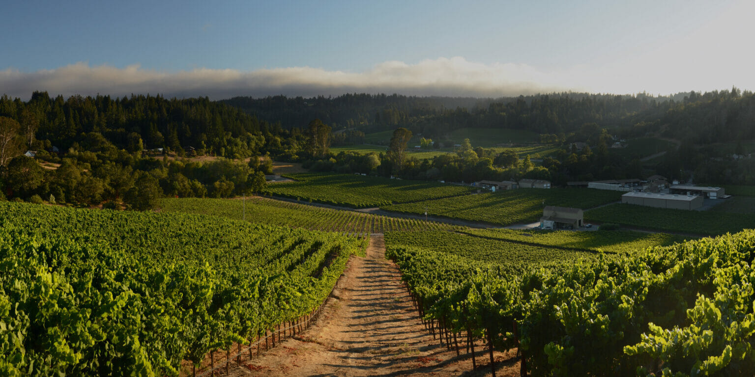 Rows of grapes growing down a hill in Sullivan Vineyard