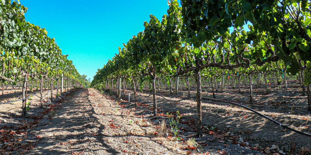 Image of rows of grapes growing in Sunny View Vineyard
