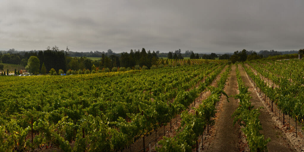 Overhead picture of rows of grapes growing in Sunny View Vineyard