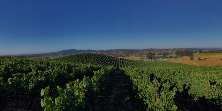 Rows of grapes growing in Terra de Promissio Vineyard