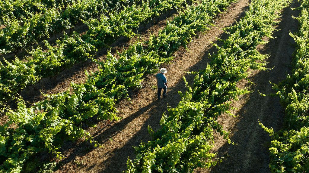 Charles Heintz Vineyard