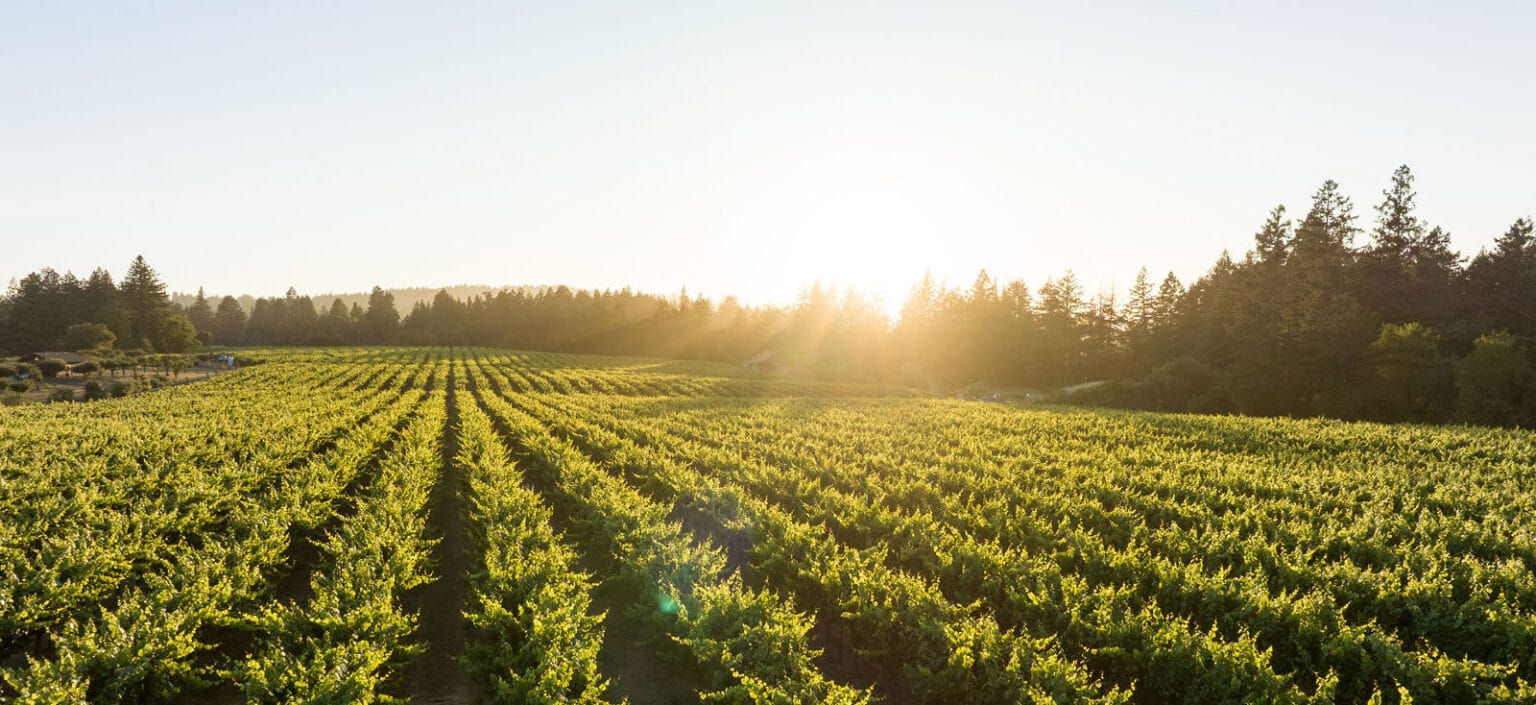 Charles Heintz Vineyard