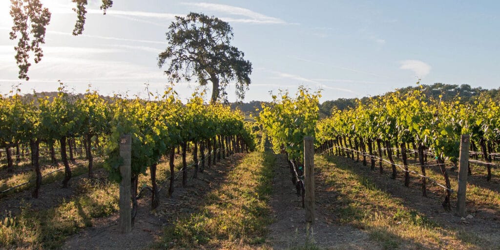 Paso Robles AVA