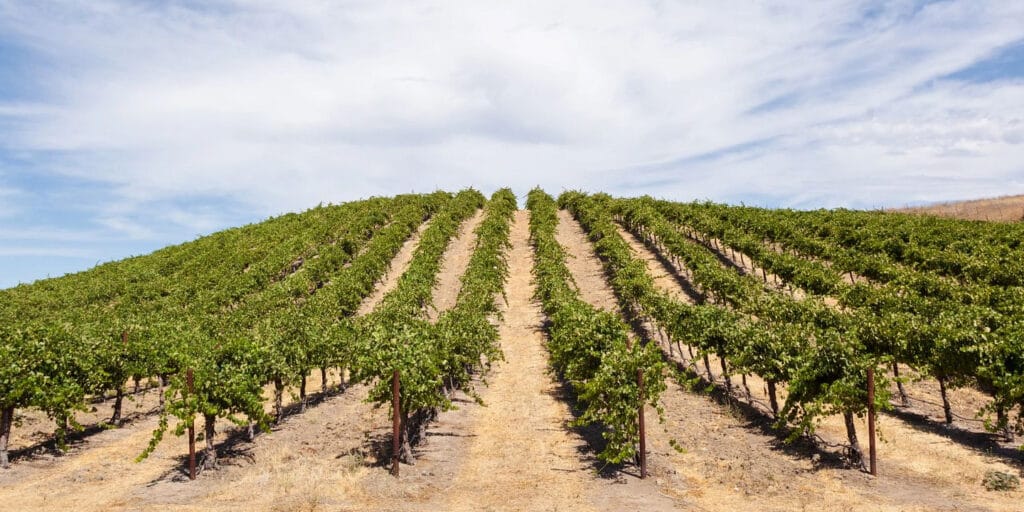 Paso Robles AVA