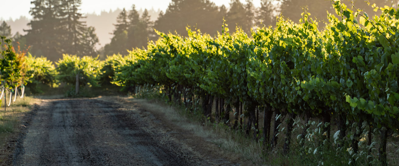 Cabernets and Red Blends