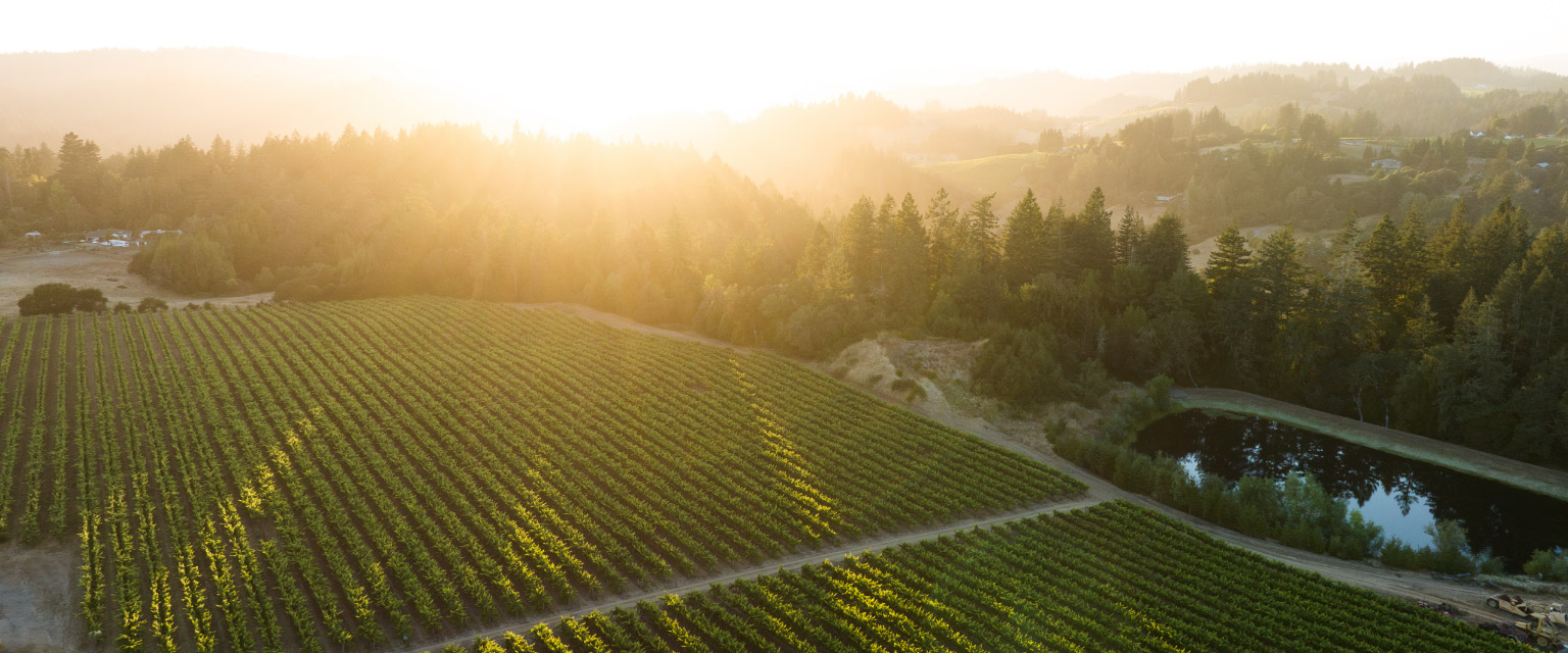 Birdseye view of Sonoma vineyard