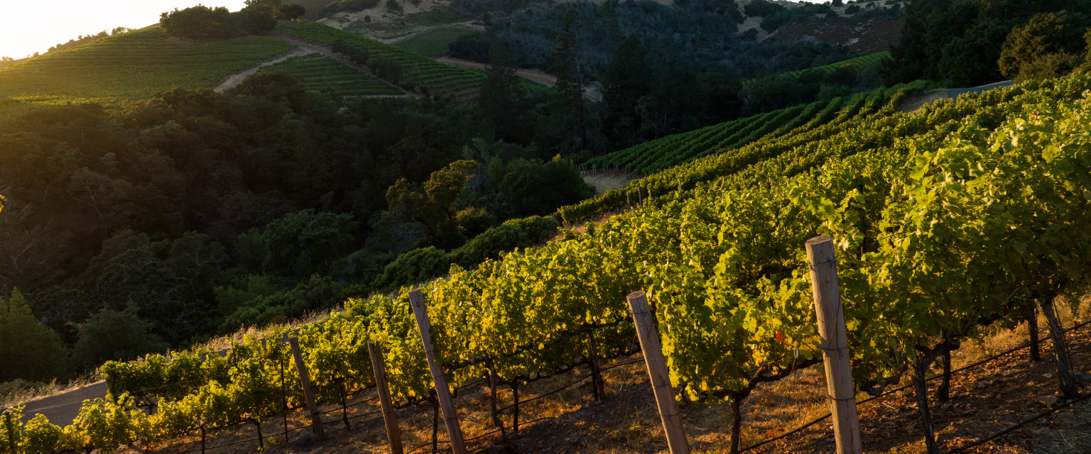 Rows of grape vines