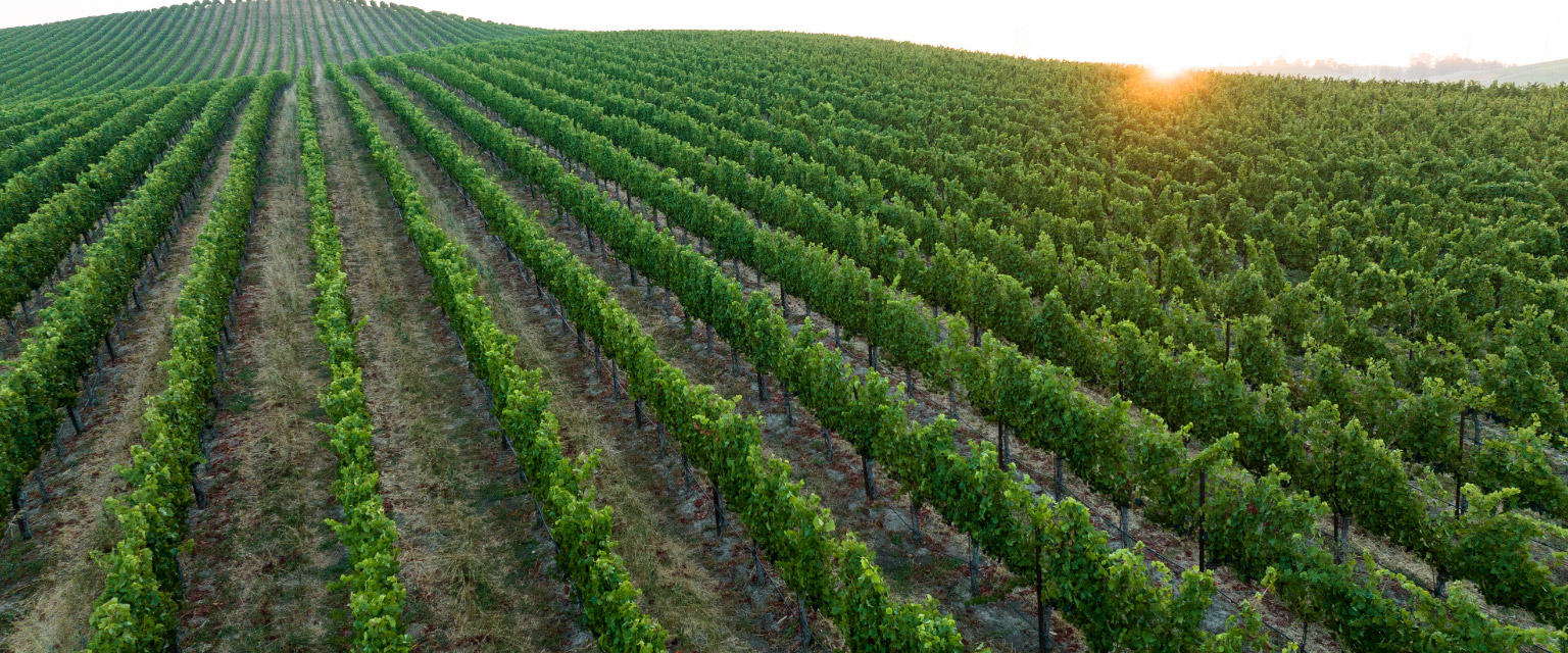 Rows of grape vines in Sonoma