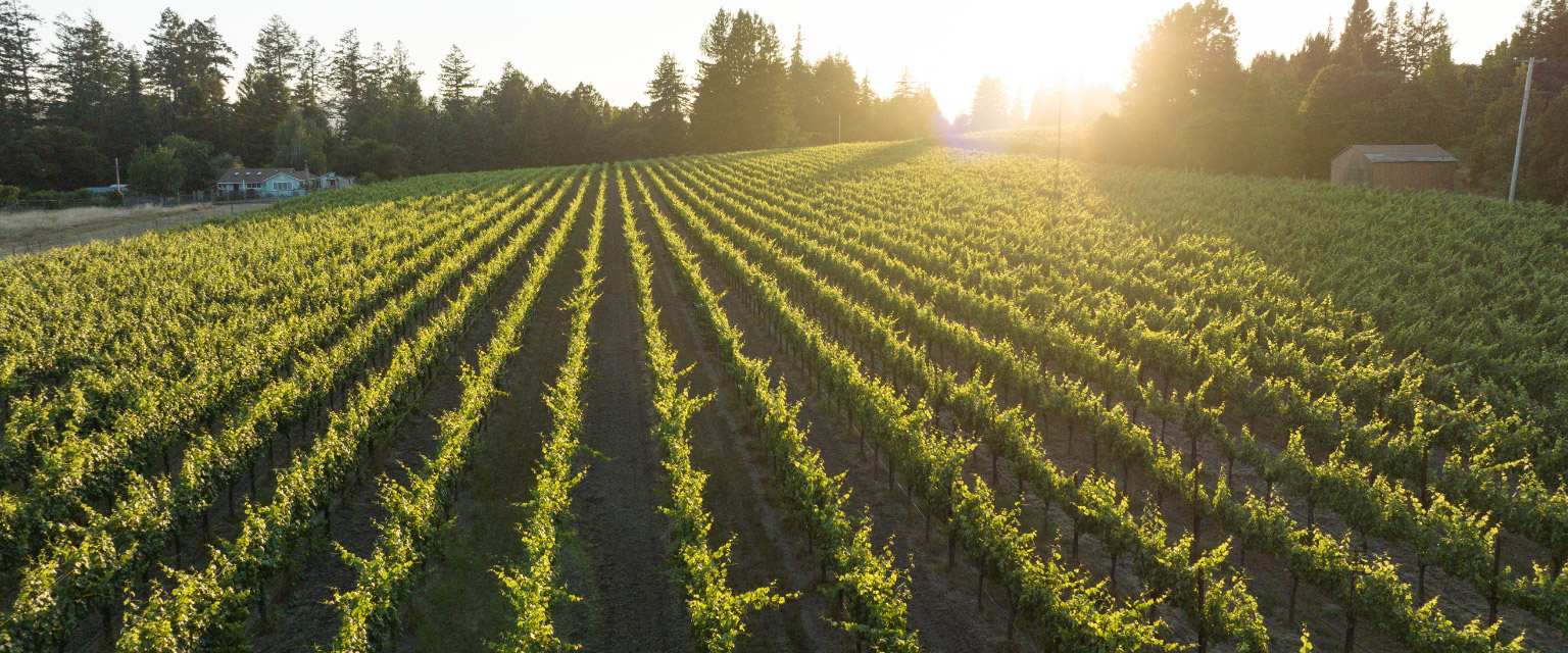 Sunny view of Sonoma vineyard